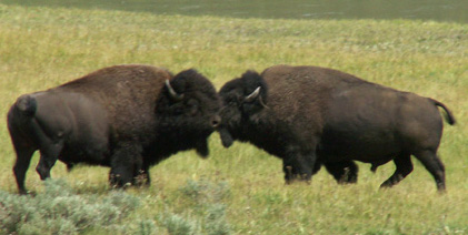 Dueling bison